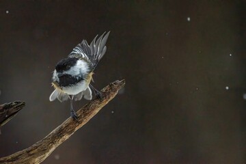 Chickadee flying off a branch