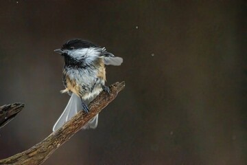 Chickadee ready to fly