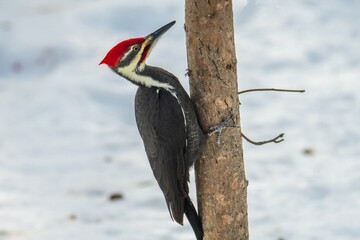 Pileated Woodpecker on a tree