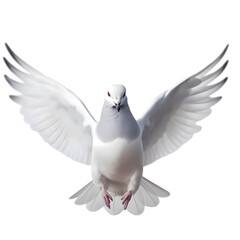 White dove or pigeon isolated on transparent background