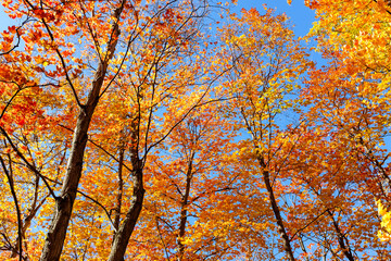 autumn in the forest