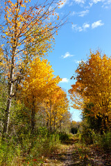 autumn in the forest