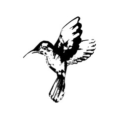 Little tropical bird. Vector illustration for design of logo, card, isolate on white background.