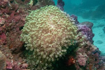Soft Coral Growth, Musandam, Oman.