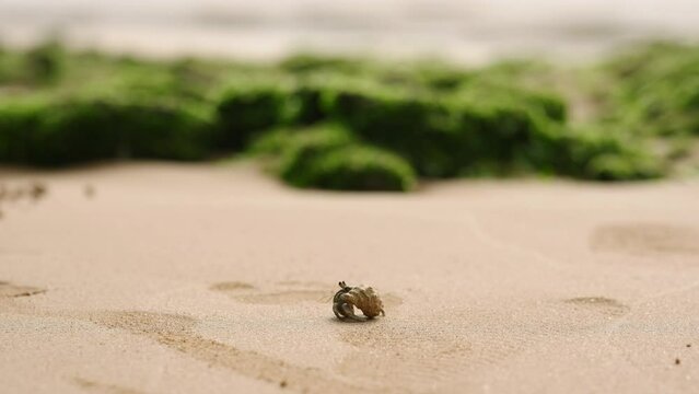 Hermit crab navigates sandy beach, scuttles in natural habitat. Coastal wildlife in motion, solitary creature forages, integral part of marine ecosystem captured in clear video.