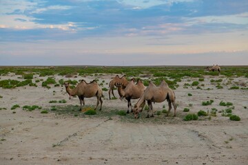 Obraz premium A small herd of camels grazing in the steppe