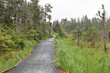 Fototapeta na wymiar Tarmac footpath to The Petersburg muskeg (Peat Bog) with mist in the woodlands, Alaska, USA