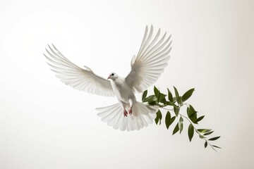 White dove in flight on a white background with an olive branch