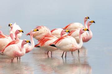 A group of pink flamingos on Laguna Colorado. Bolivia
