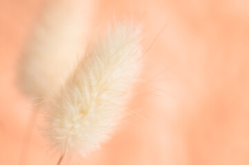 Botanical velvety gentle peach fuzz tone background with fluffy lagurus (hare tail). Template design in trendy colors 2024.
