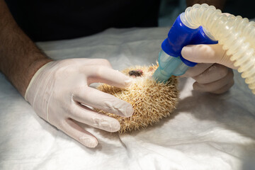 A mask with gas anesthesia was put on the hedgehog in surgery, preparing him for surgery. A...