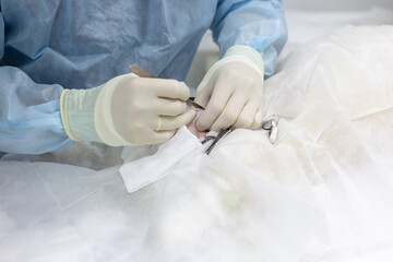 The experienced hands of a veterinary surgeon professionally perform surgery on a pet in surgery....
