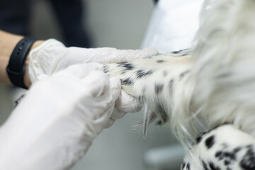 Close-up of an IV catheter being installed in a dog. A doctor's gloved hand inserts a catheter for...