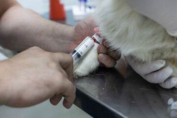 A veterinarian injects medication from a syringe into an intravenous catheter on a dog's paw. Large...