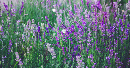 Obraz premium Lavender flowers Background