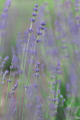 Provence - lavender field