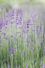 Obraz premium Provence - lavender field