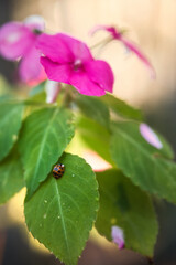 ladybug on a flower