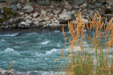 A mountainous stony river with a fast flow. There is a beautiful grass on the bank. Copy space.