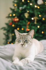 Cute gray cat with blue eyes lies on the background of a Christmas tree