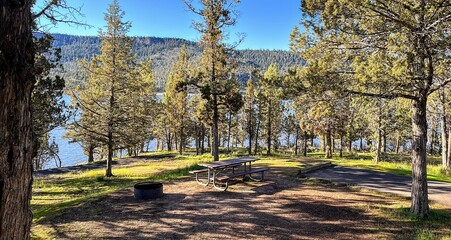 trees in the park