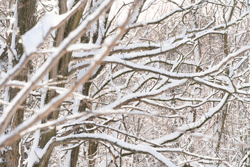 Frozen snowy winter landscape with snow capped trees branches, bright sunny day light in the forest. Amazing nature scenery in North America winter park. Morningside park, Toronto, Ontario, Canada