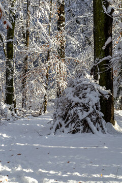Stacked tree branches covered with snow in a winter forest