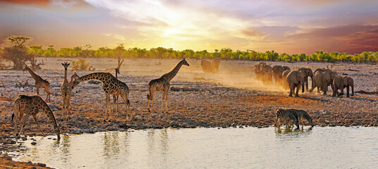 seven giraffe and a herd of elephants and a zebra at Okaukeujo at sunrise - lowlight photography - some noise visible - obrazy, fototapety, plakaty