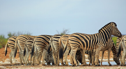 Panoramic view of a straight line of Burchell zebra's rear ends, heads are down drinking. The zebra at the front is standing and there is a view of it's face