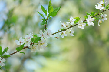 a blooming sakura branch in the spring garden