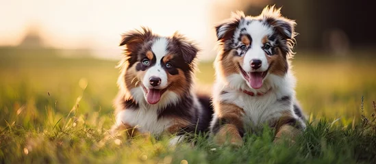Fotobehang Toy Australian Shepherd Puppies on green grass at farm and ranch. Copyspace image. Square banner. Header for website template © vxnaghiyev