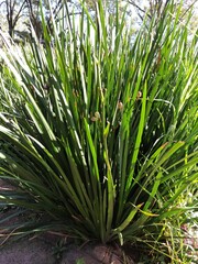 Obraz premium grass background