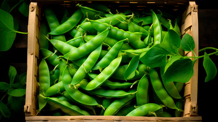 close up of a tray full of delicious freshly picked farm fresh broad beans, organic product. view from above. AI generate - 690770390