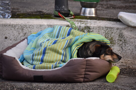 Sweet dog