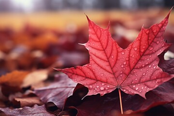 A vibrant red leaf with sparkling water droplets. Perfect for nature and autumn-themed designs