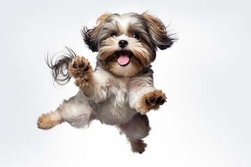 A small dog caught mid-air while jumping. Perfect for showcasing energy and playfulness. Ideal for pet-related content or advertisements