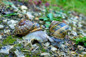 Close up of garden snails (Cornu aspersum) mating in the rain
