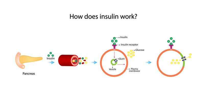 Insulin mechanism of action, regulates glucose metabolism and glucose blood level. Insulin is the key that unlocks glucose channel. Insulin resistance. Vector illustration.