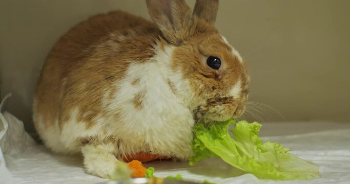 A cute rabbit eats in a veterinary clinic. The rabbit is in the hospital for treatment. The little rabbit was brought to the veterinary clinic for treatment. Rodent treatment concept.
