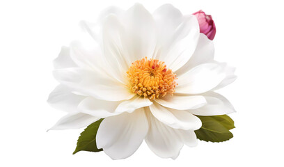 white dahlia isolated on white transparent background PNG, flower 