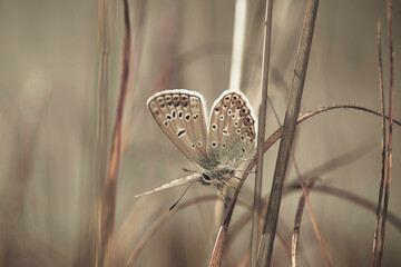 Gossamer-winged butterfly