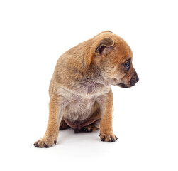 Obraz premium One little puppy.