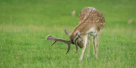 A Eurasian dam deer with branched palmate antlers, with white-spotted reddish-brown coat