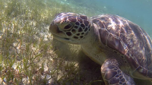 Green sea turtle feeding underwater. Close up