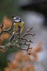 Blue tit bird in the garden 