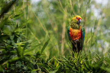 Golden-capped parakeet bird (Aratinga auricapillus)