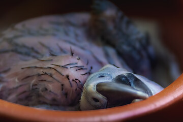 Featherless Baby Hyacinth Macaw (Anodorhynchus hyacinthinus) on a nursery