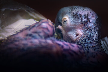 Featherless Baby Hyacinth Macaw (Anodorhynchus hyacinthinus) on a nursery © diegograndi
