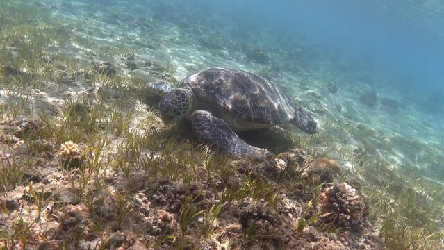 Green sea turtle feeding on sea grass underwater