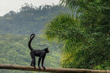 White-cheeked Spider Monkey (Ateles marginatus) standing